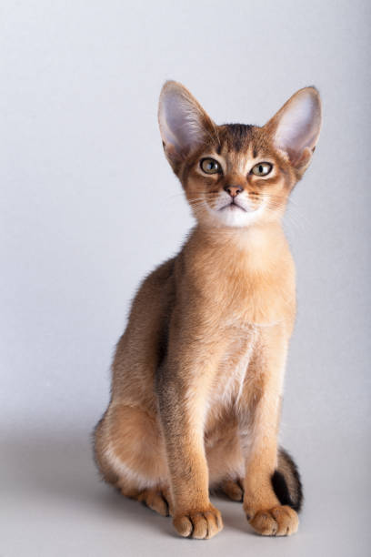 istock An little abyssinian ruddy cat, kitty on a gray background. 1126072933