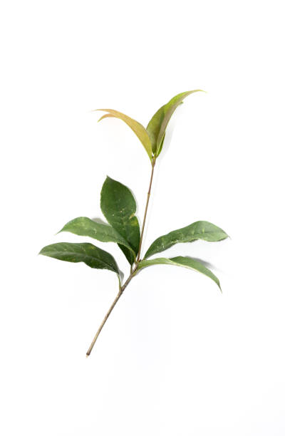 istock Leaf Sweet Osmanthus Close up 1126073952
