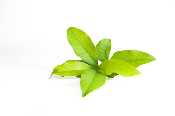 istock Leaf Sweet Osmanthus Close up 1126073954