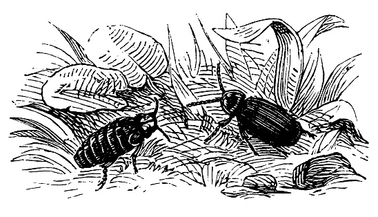 Illustration of a Glowworm (Lampyris noctiluca, male, female)