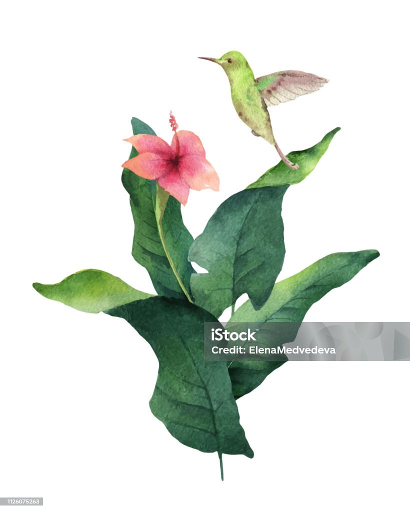 Watercolor vector card tropical leaves, hummingbird and flowers isolated on white background. Watercolor vector card tropical leaves, hummingbird and flowers isolated on white background. Illustration for design wedding invitations, greeting cards, postcards. Watercolor Painting stock vector