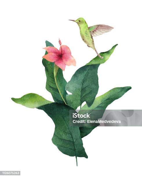Watercolor Vector Card Tropical Leaves Hummingbird And Flowers Isolated On White Background Stock Illustration - Download Image Now