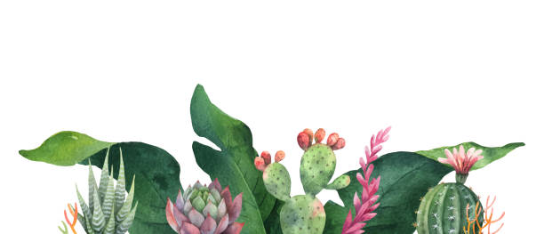 stockillustraties, clipart, cartoons en iconen met aquarel vector banner tropische verlaat en cactussen geïsoleerd op een witte achtergrond. - watercolour jungle