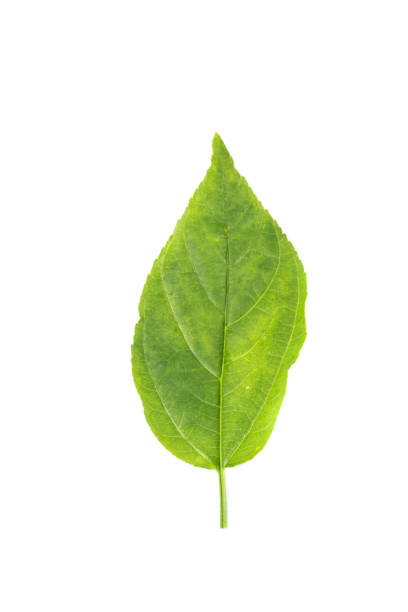 istock Colubrina asiatica Close up 1126075660