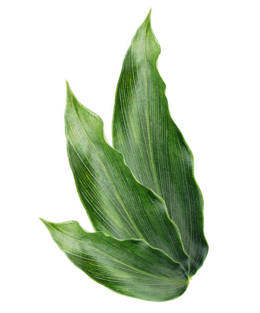 Leaves of ginger isolated on white background
