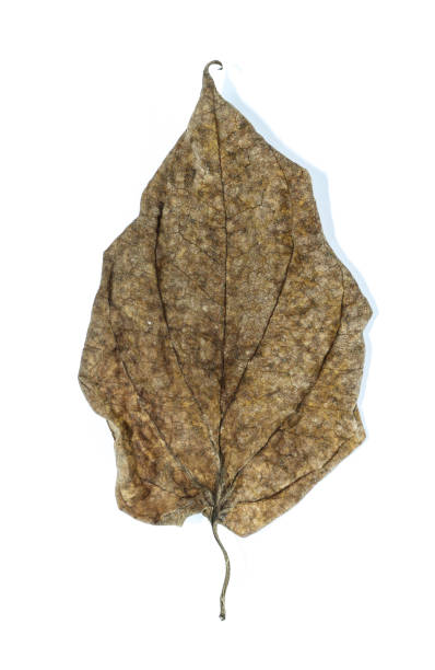 istock Wildbetal leaf bush Close up 1126076604