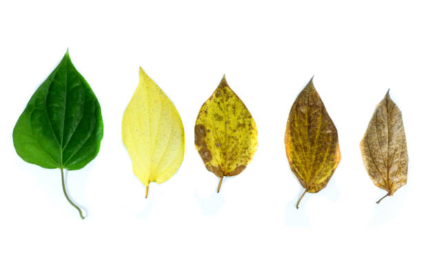 istock Wildbetal leaf bush Close up 1126076610