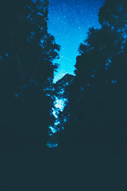 istock tree and blue sky, star and milky way 1126078192