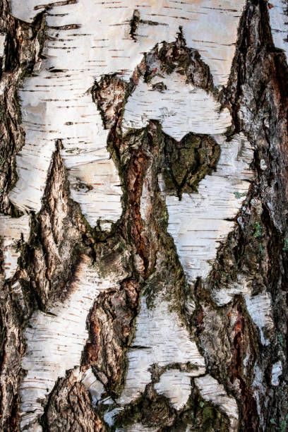 Closeup full frame of a natural white birch with cracked bark and abstract pattern. Vertical composition.
