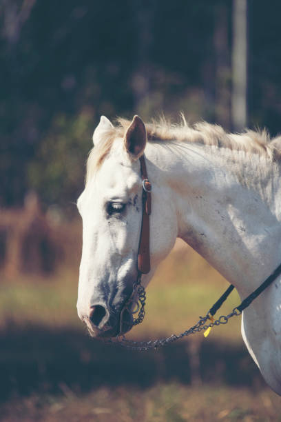 istock Beautiful white horse with long mane portrait 1126078772