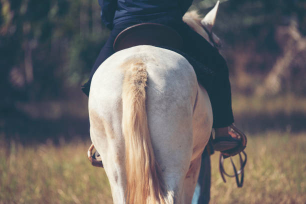 istock Beautiful white horse with long mane portrait 1126079522
