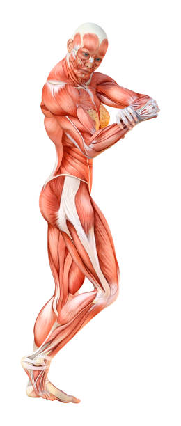 istock 3D illustration female figure with muscle maps on white 1126079666