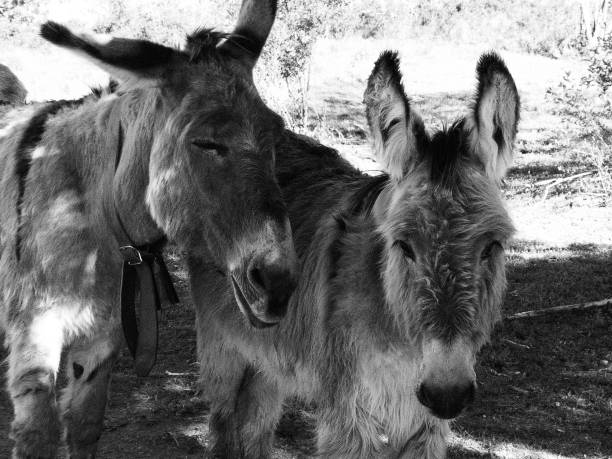 istock Donkeys, Alpes-de-Haute-Provence 1126079667