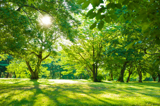 istock Morning garden sunshine 1126080002