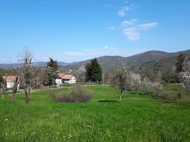 istock Spring Flowers in the village 1126080125