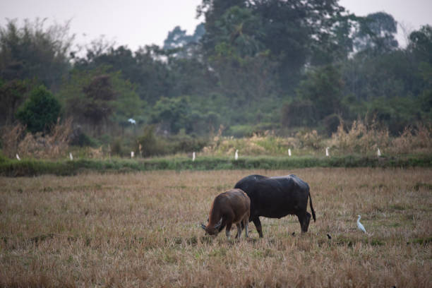istock water buffalo, farm animals 1126080181