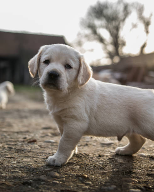 istock Golden retriever puppies 1126081291