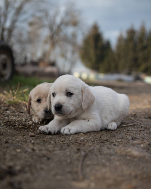 istock Golden retriever puppies 1126081320