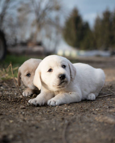 istock Golden retriever puppies 1126081338