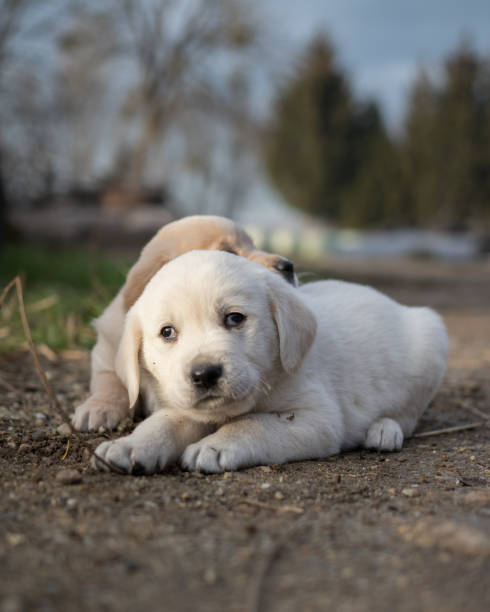 istock Golden retriever puppies 1126081342