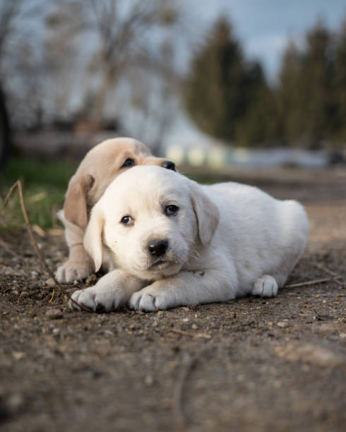 istock Golden retriever puppies 1126081347