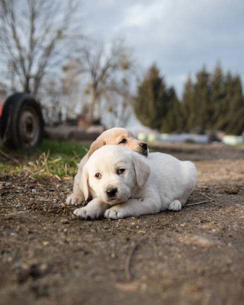 istock Golden retriever puppies 1126081352