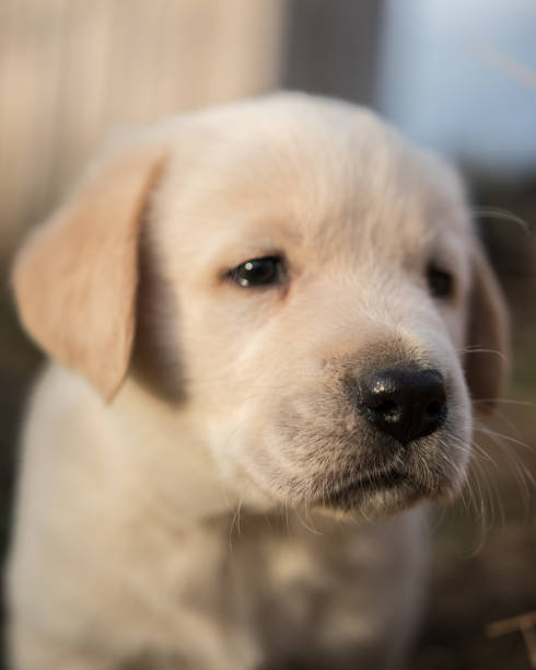 istock Golden retriever puppies 1126081381