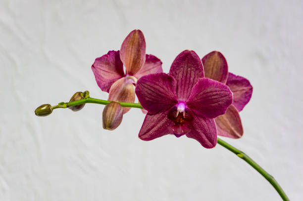 Flores De Orquídea Phalaenopsis Magenta Color Borgoña O Un Color Raro Destino O Polilla De La Orquídea Orquídea Phal Contra Una Pared Blanca Foto de stock y más banco de imágenes de Orquídea - iStock Flores De Orquídea Phalaenopsis Magenta Color Borgoña O Un Color Raro Destino O Polilla De La Orquídea Orquídea Phal Contra Una Pared Blanca Foto de stock y más banco de imágenes de Orquídea - iStock