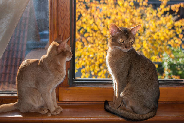 istock Two cats are sitting on the windowsill, abyssinian cat 1126081543