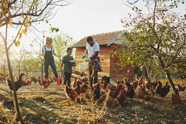 freilandhaltung hühnerfarm - hühnerstall stock-fotos und bilder