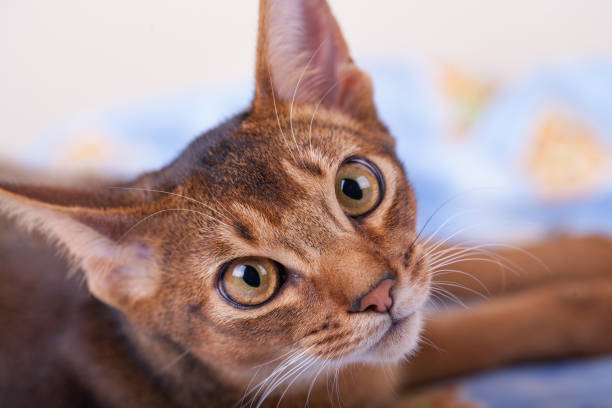 istock An abyssinian ruddy cat on a white background. 1126081742