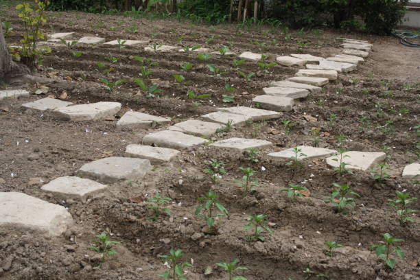 istock little plants and pathway in the kitchen-garden 1126084500