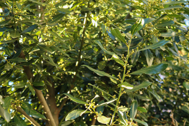 istock Green branch of a plant 1126084865
