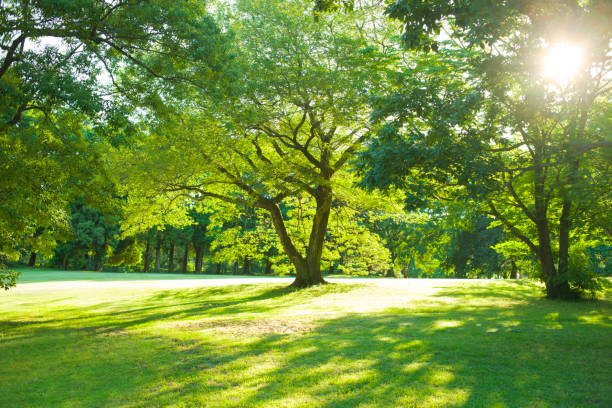 Tree Trunk Base in Green Groundcover with Sunlight and Shadow