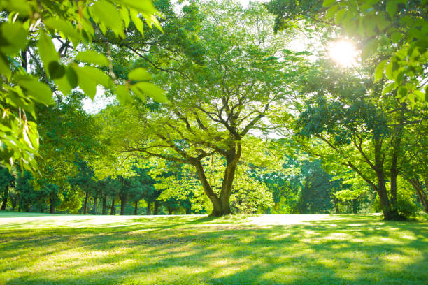 istock Morning garden sunshine 1126085248