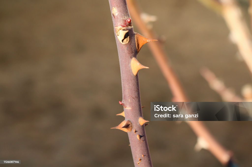 The Thorns of a Garden Rose Close-up of the thorns of a garden rose Branch - Plant Part Stock Photo
