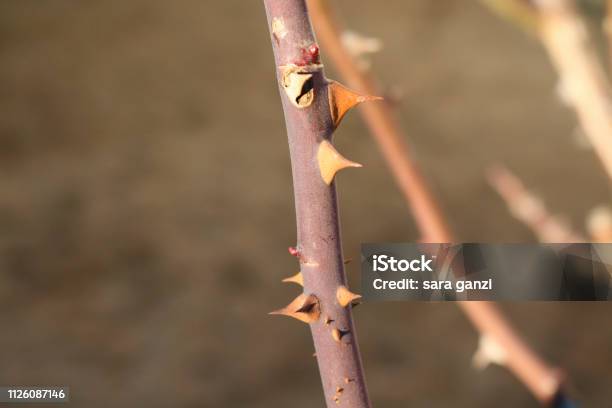 The Thorns Of A Garden Rose Stock Photo - Download Image Now - Branch - Plant Part, Brown, Close-up