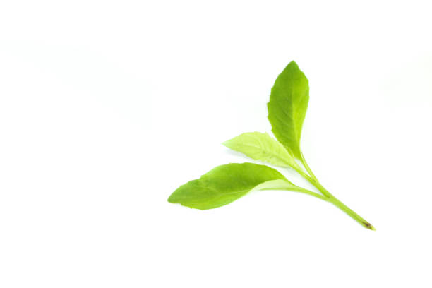 istock Purple passion vine Leaf Close up 1126088418