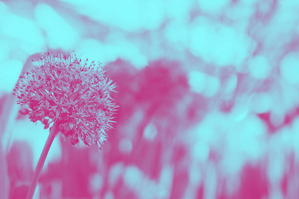 Allium Giganteum Giant Onion pink blooming on the background of defocused garden with copyspace for text, for wallpaper and postcard