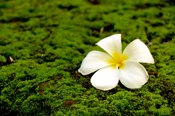 istock Plumeria in garden 1126093172