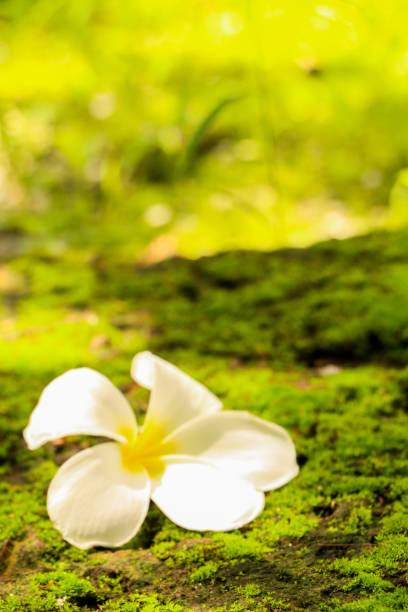 istock Plumeria in garden 1126093181