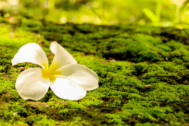 istock Plumeria in garden 1126093182