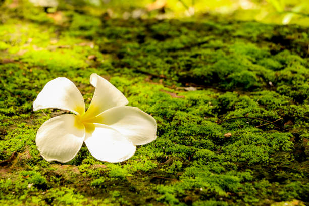 istock Plumeria in garden 1126093183