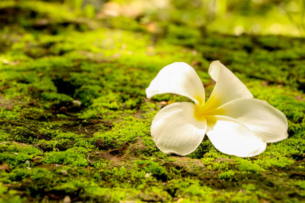 istock Plumeria in garden 1126093189
