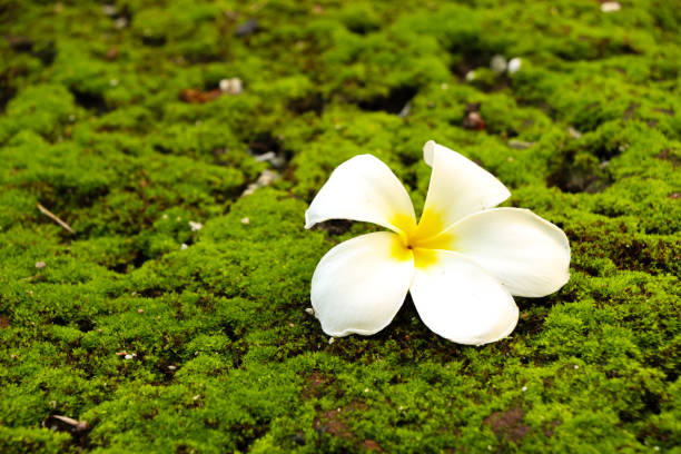 istock Plumeria in garden 1126093299