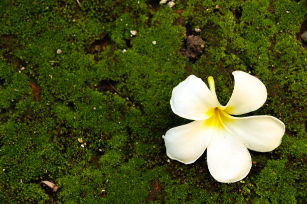 istock Plumeria in garden 1126093301