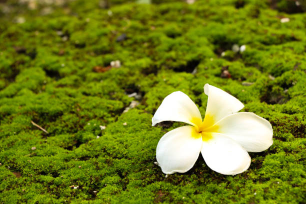 istock Plumeria in garden 1126093302