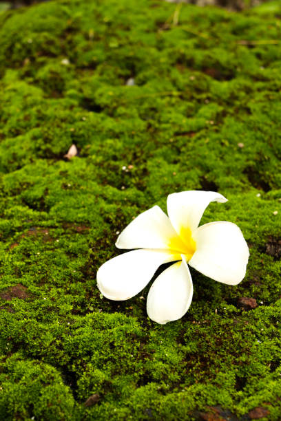 istock Plumeria in garden 1126093313