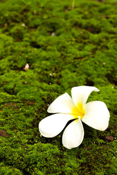 istock Plumeria in garden 1126093314