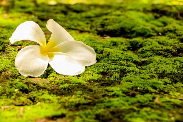 istock Plumeria in garden 1126093393